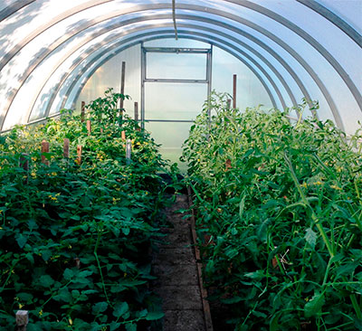 теплица титан